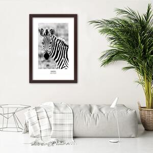 Gario Poszter Kíváncsi zebra A keret színe: Barna, Méret: 20 x 30 cm