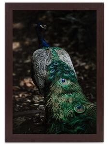Gario Poszter Páva farok A keret színe: Természetes, Méret: 20 x 30 cm