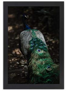 Gario Poszter Páva farok A keret színe: Keret nélkül, Méret: 30 x 45 cm
