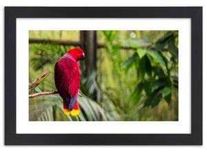 Gario Poszter Paradicsomi papagáj A keret színe: Fekete, Méret: 45 x 30 cm