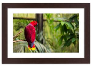 Gario Poszter Paradicsomi papagáj A keret színe: Barna, Méret: 45 x 30 cm