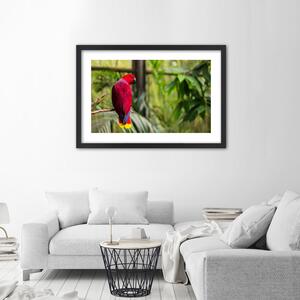Gario Poszter Paradicsomi papagáj A keret színe: Fekete, Méret: 45 x 30 cm