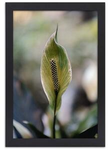 Gario Poszter Érdekes egzotikus növény A keret színe: Természetes, Méret: 30 x 45 cm