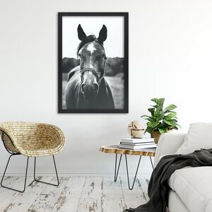 Gario Poszter Egy ló portréja A keret színe: Keret nélkül, Méret: 30 x 45 cm