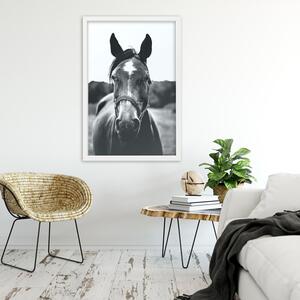 Gario Poszter Egy ló portréja A keret színe: Fehér, Méret: 20 x 30 cm