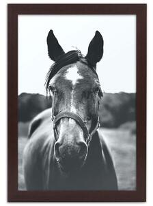 Gario Poszter Egy ló portréja A keret színe: Fehér, Méret: 20 x 30 cm