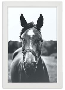 Gario Poszter Egy ló portréja A keret színe: Barna, Méret: 20 x 30 cm