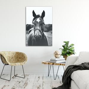 Gario Poszter Egy ló portréja A keret színe: Természetes, Méret: 20 x 30 cm