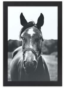 Gario Poszter Egy ló portréja A keret színe: Barna, Méret: 20 x 30 cm