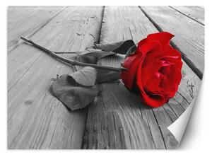 Gario Fotótapéta Vörös rózsa Anyag: Vlies, Méret: 200 x 140 cm