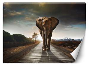 Gario Fotótapéta A vándorló elefánt Anyag: Vlies, Méret: 200 x 140 cm