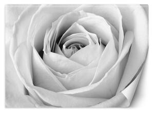 Gario Fotótapéta Fehér rózsa, közelkép egy bimbóról Anyag: Vlies, Méret: 200 x 140 cm
