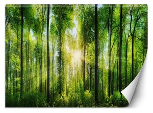 Gario Fotótapéta Napsugarak egy zöld erdőben Anyag: Vlies, Méret: 200 x 140 cm