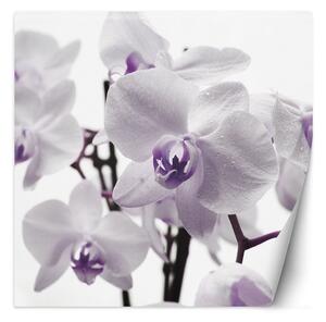 Gario Fotótapéta Lila orchidea harmattal a szirmokon Anyag: Vlies, Méret: 100 x 100 cm
