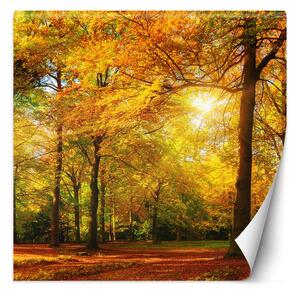Gario Fotótapéta Őszi erdő a napsütésben Anyag: Vlies, Méret: 100 x 100 cm