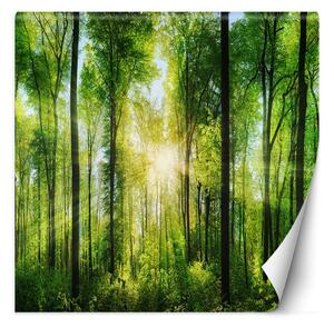 Gario Fotótapéta Nap ragyog a fák tetején keresztül Anyag: Vlies, Méret: 100 x 100 cm