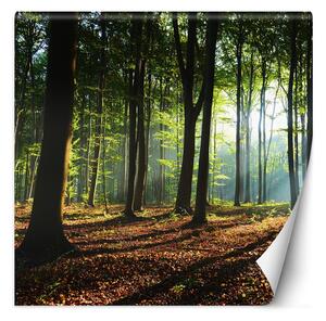 Gario Fotótapéta Erdő és a fák tetején átszurodo napsütés Anyag: Vlies, Méret: 100 x 100 cm