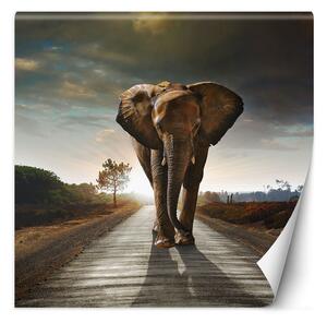 Gario Fotótapéta Elefánt menetel az úton Anyag: Vlies, Méret: 100 x 100 cm