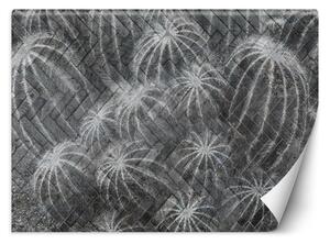Gario Fotótapéta Kaktuszok szürke színben Anyag: Vlies, Méret: 200 x 140 cm
