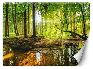 Gario Fotótapéta Patak az erdőben napfelkeltekor Anyag: Vlies, Méret: 200 x 140 cm
