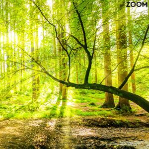 Gario Fotótapéta Patak az erdőben napfelkeltekor Anyag: Vlies, Méret: 200 x 140 cm