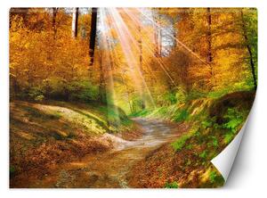 Gario Fotótapéta Egy ösvény az erdőben Anyag: Vlies, Méret: 200 x 140 cm