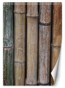 Gario Fotótapéta Pasztell babmusa szárak Anyag: Vlies, Méret: 100 x 140 cm