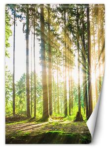Gario Fotótapéta Délutáni nap az erdőben Anyag: Vlies, Méret: 100 x 140 cm