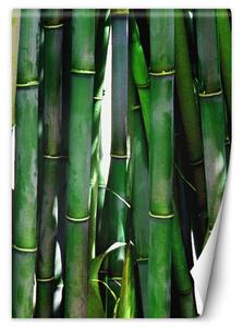 Gario Fotótapéta Zöld bambuszok Anyag: Vlies, Méret: 100 x 140 cm