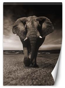 Gario Fotótapéta Sötét elefánt Anyag: Vlies, Méret: 100 x 140 cm