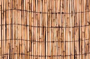 Fotótapéta exotikus bambusz
