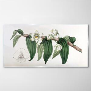 Üvegkép Rajzolás Floral Branches Orchideák