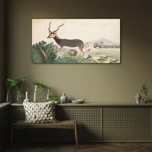 Üvegkép Gazelle állatok rajz