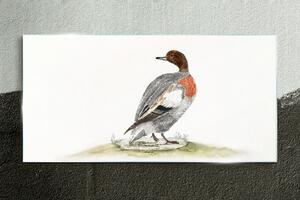 Üvegkép Rajz állat madár kacsa