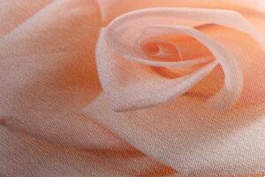 Kép barack színű rózsa