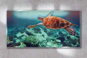 Üvegkép Tengeri állatok teknős víz
