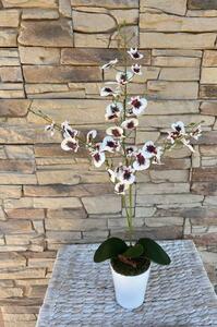 Lepke orchidea fehér-bordó árnyalatban
