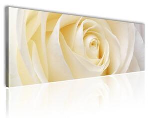 120x50 cm Halványsárga rózsa vászonkép