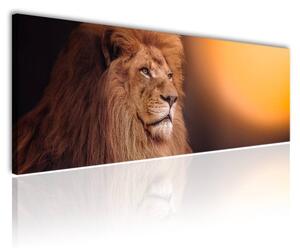 120x50 cm Egy oroszlán tekintete vászonkép
