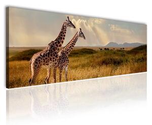 120x50 cm Két zsiráf a szavannában vászonkép