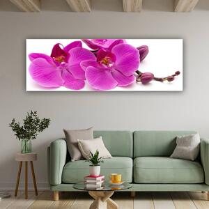 120x50 cm Rózsaszín orchidea szirmok vászonkép
