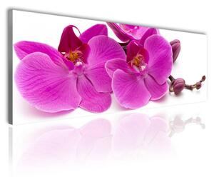 120x50 cm Rózsaszín orchidea szirmok vászonkép