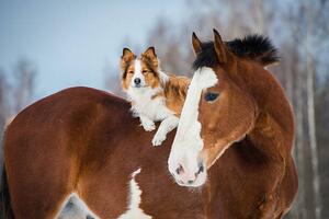 Fotográfia Draft horse and red border collie dog, vikarus
