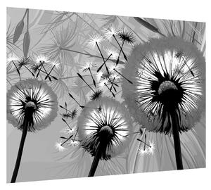 Fekete fehér kép -pitypang (70x50 cm)