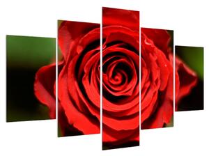 Rózsa virág részletes képe (150x105 cm)