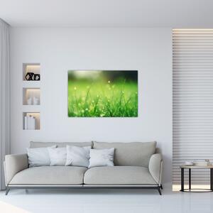 Kép - harmatos fű (90x60 cm)