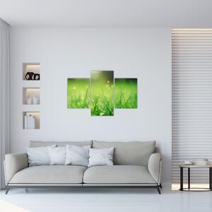 Kép - harmatos fű (90x60 cm)