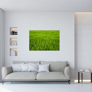 A fű képe (90x60 cm)
