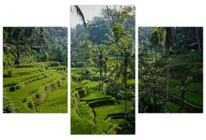 Kép a rizs teraszokról, Tegalalang, Bal (90x60 cm)