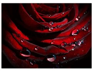 Kép - Rózsa részlete (70x50 cm)